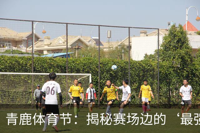 青鹿体育节：揭秘赛场边的‘最强大脑’——教练们的智谋与坚守